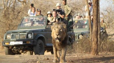 sasan gir lion-1