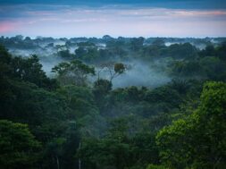 1024px-brazilian_amazon_rainforest