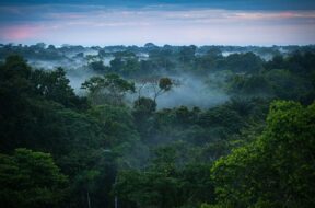 1024px-brazilian_amazon_rainforest