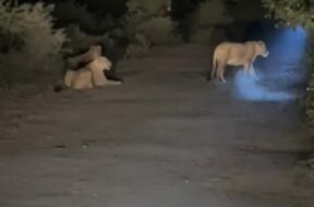 7e32b1ce-395f-4761-9716-f3f2e06ea986