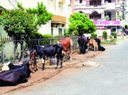 Cattle to be tied on the road in Ahmedabad-1