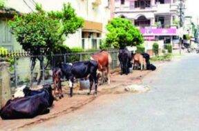 Cattle to be tied on the road in Ahmedabad-1