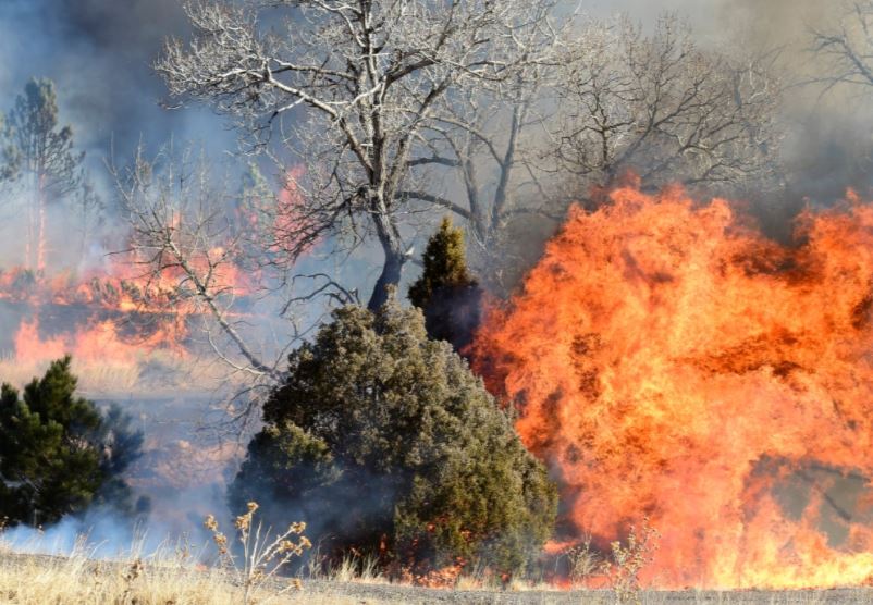 અમેરિકાના કોલોરાડોના જંગલમાં ભીષણ આગ, 500થી વધુ મકાનો, હોટલો બળીને ખાખ, ઇમરજન્સી જાહેર