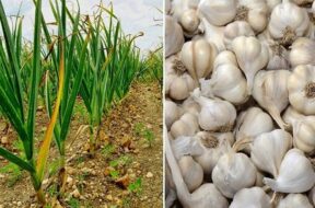 Garlic, planted,-1