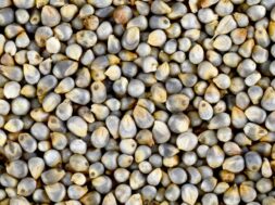 bajra-pearl-millet-grain-1296×728-header