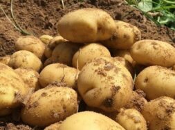 potato-gujarat-1