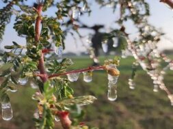 winter rajastan