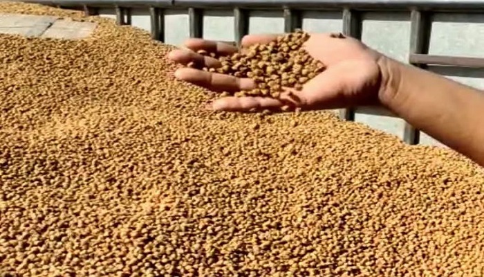 કૃષિ: રાજકોટમાં ચણાનું ઉત્પાદન વધ્યું, ખેડૂતોને આર્થિક રીતે ફાયદો થવાની સંભાવના