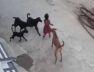 DOGS REVOI.IN