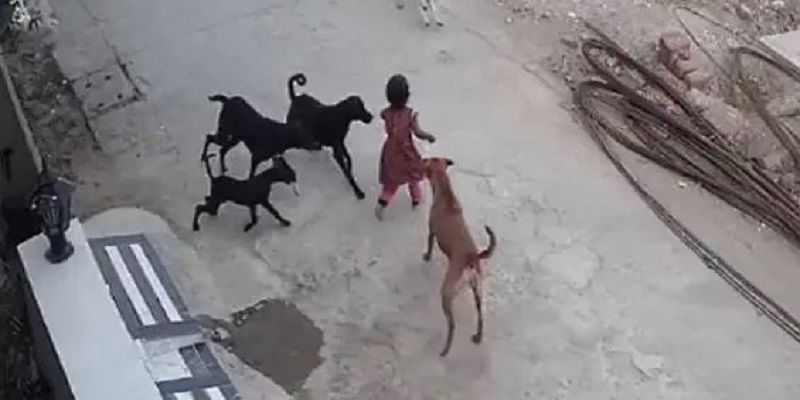 રાજકોટમાં શેરીના કૂતરાઓએ રમી રહેલા બાળકને બચકાભર્યા, સ્થાનિકોએ દોડી આવી બાળકને બચાવ્યું