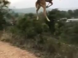 Deer jumping