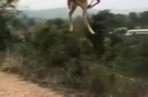 Deer jumping