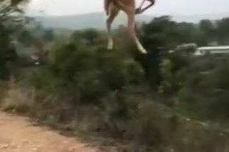 Deer jumping