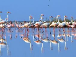 Exotic birds in Porbandar-1