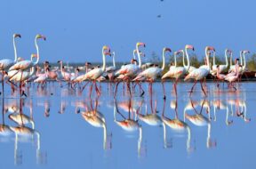 Exotic birds in Porbandar-1