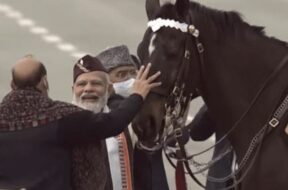 Horse virat