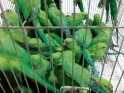 Sale of mountain parrots in Ahmedabad-1