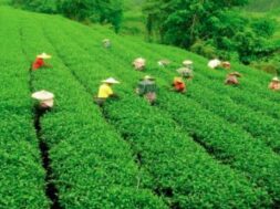 Tea sector