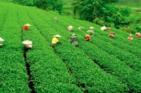 Tea sector