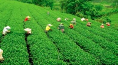 Tea sector