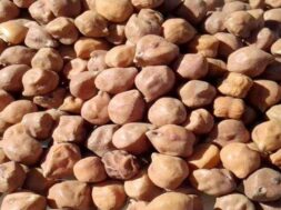 chana (3)