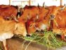 cows1