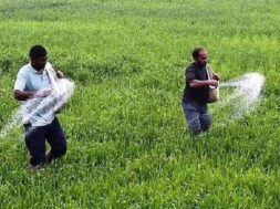 hikes fertiliser-1
