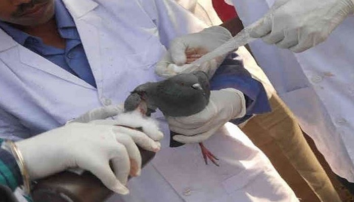 કરૂણા અભિયાનઃ વડોદરામાં 10 દિવસમાં 1300થી વધુ પક્ષીઓ બચાવાયાં