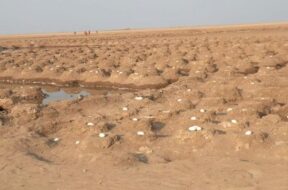 kutch, surkhab bird