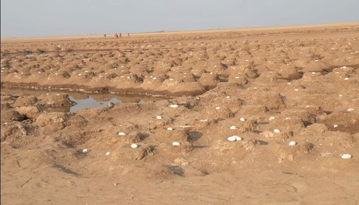 કચ્છના નાના રણમાં સુરખાબ પક્ષીઓએ માટીના ઢગ કરી બચ્ચા માટે અનોખી વસાહત બનાવી