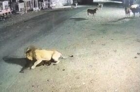 lion hunts cattle-1