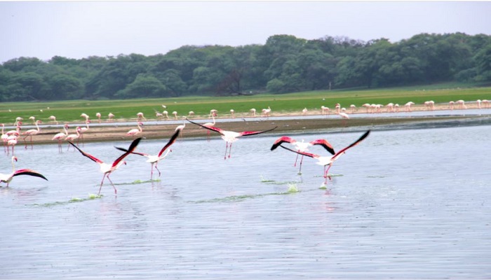 ગુજરાતઃ વાતાવરણમાં આવેલા પરિવર્તનની અસર વિદેશથી આવતા પ્રવાસી પક્ષીઓમાં જોવા મળી