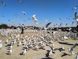 બર્ડ કાઉન્ટ ઈન્ડિયા 18 ફેબ્રુઆરીથી 4 દિવસ માટે શરુ કરશે બર્ડ–એ-થોન – વિભિન્ન પક્ષીઓ વિશે મળશે જાણકારી