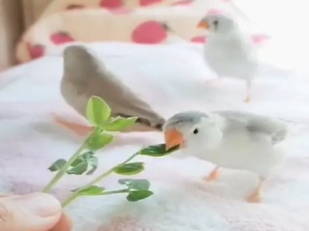 પાંદડા ખાતા પક્ષીઓનો ખુબસુરત વીડિયો થયો વાયરલ,લોકોએ કહ્યું- ‘સાથે મળીને ખાવાથી વધે છે સ્વાદ’