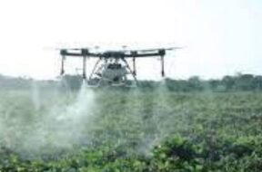 Drone spraying urea-1