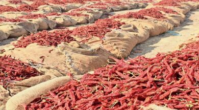 Gondal, Market Yard, Red Chili,-1