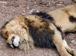 Lion found dead in mahuva-1