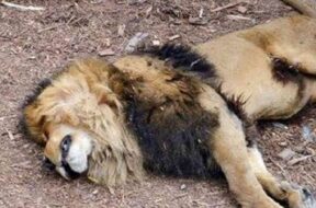 Lion found dead in mahuva-1