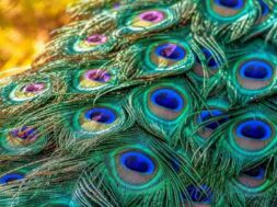 Peacock-Feather-Remedies-Peacock-feathers-remove-not-only-Vastu-defects