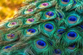 Peacock-Feather-Remedies-Peacock-feathers-remove-not-only-Vastu-defects