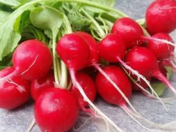 Radishes-1