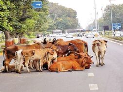 gandhinagar stray cattel