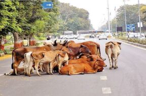 gandhinagar stray cattel