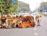 gandhinagar stray cattel