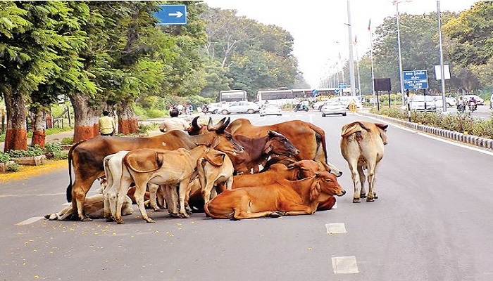 હાઈકોર્ટની ટકોર બાદ ગુજરાત સરકારે રખડતા ઢોરને અંકુશમાં લેવા જાહેર કરી કડક ગાઈડલાઈન