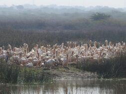 khijadiya bird sanctuary-1