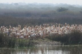 khijadiya bird sanctuary-1