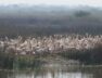 khijadiya bird sanctuary-1