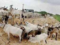 kutch grass-fodder shartages-1