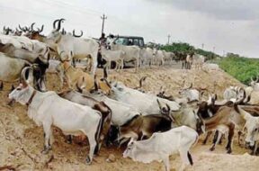 kutch grass-fodder shartages-1